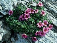 Saxifraga murithiana