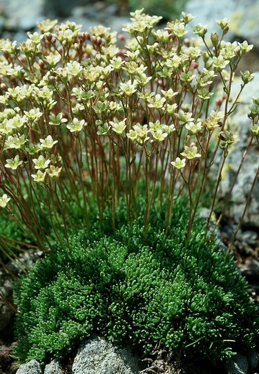 Saxifraga exarata