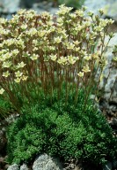 Saxifraga exarata