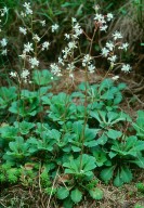 Saxifraga cuneifolia