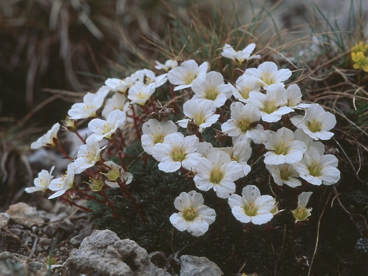 Saxifraga burseriana