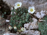 Saxifraga burseriana