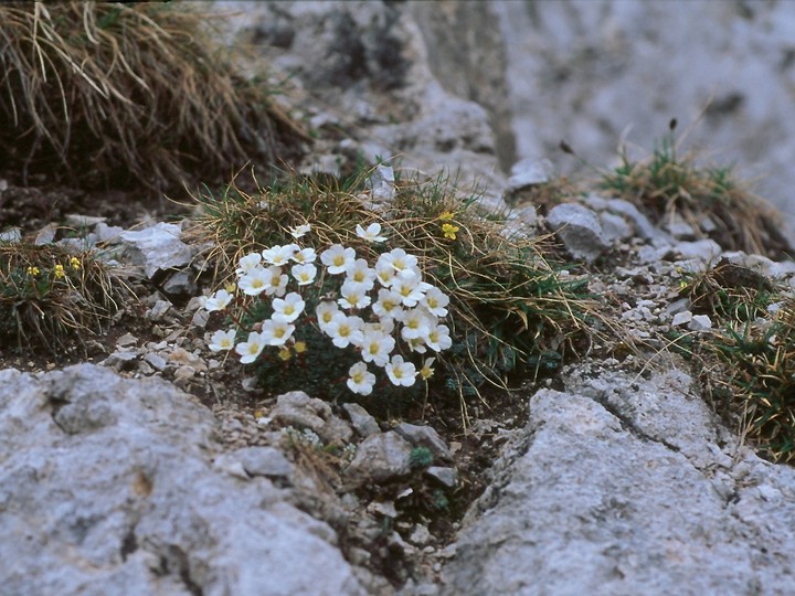 Saxifraga burseriana