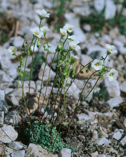 Saxifraga caesia?