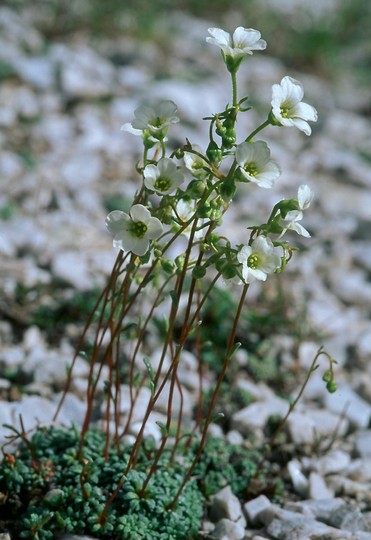 Saxifraga caesia?