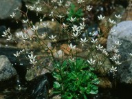 Saxifraga stellaris