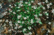 Saxifraga stellaris