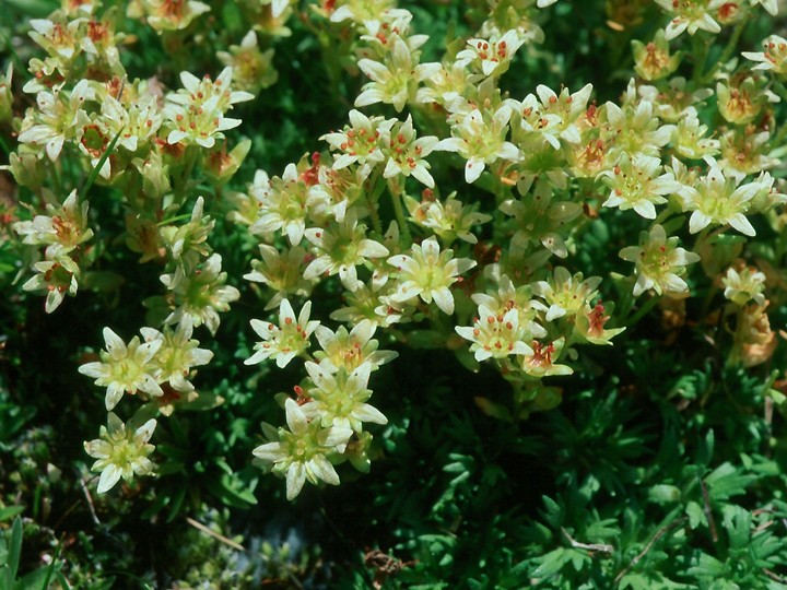 Saxifraga moschata