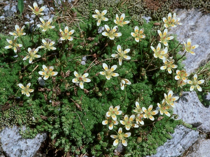 Saxifraga bryoides