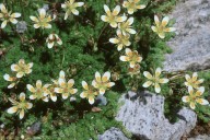 Saxifraga bryoides