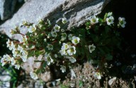 Saxifraga adscendens