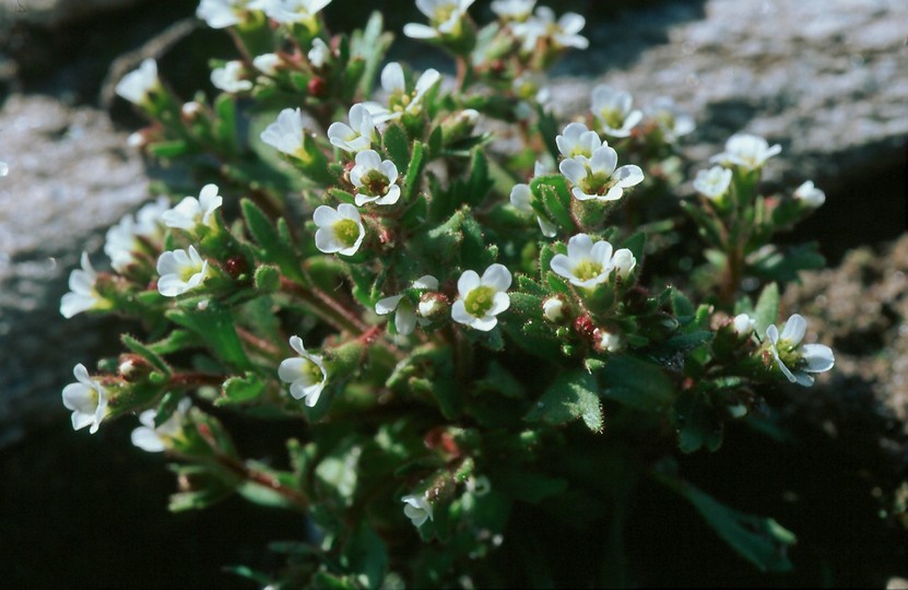 Saxifraga adscendens