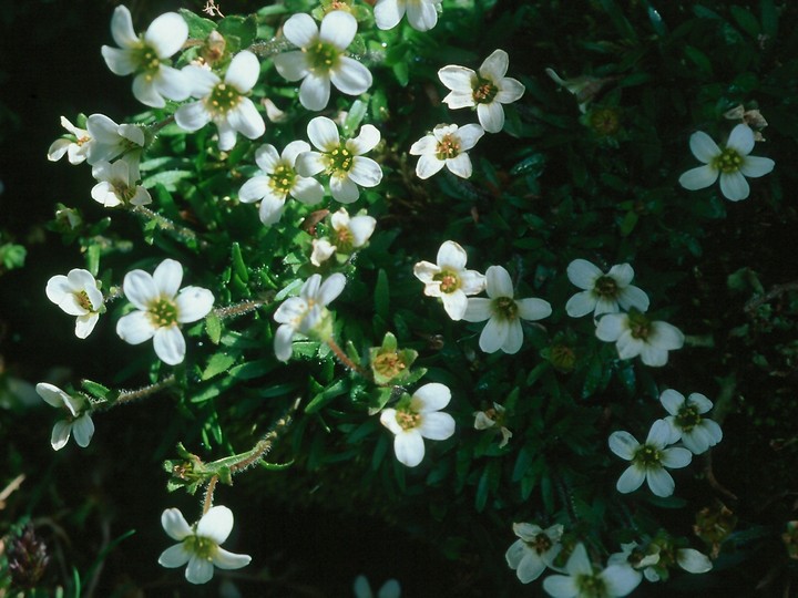 Saxifraga androsacea