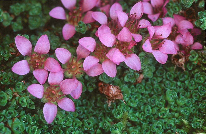 Saxifraga blepharophylla