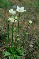 Parnassia palustris