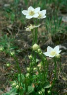 Parnassia palustris