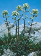 Saxifraga crustata