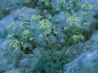 Saxifraga crustata