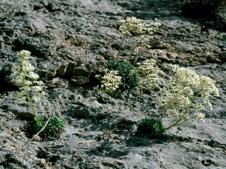 Saxifraga lingulata