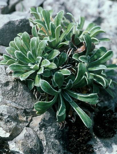 Saxifraga lingulata