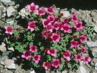 Saxifraga murithiana