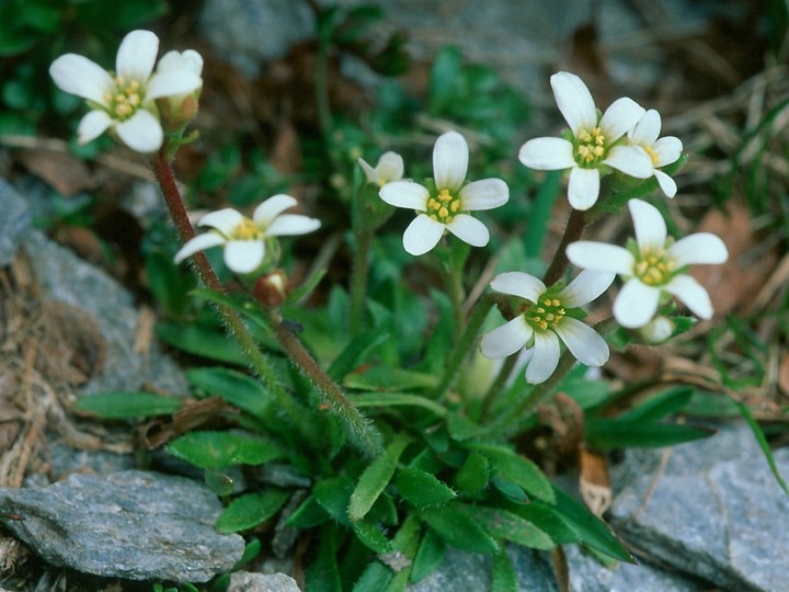 Saxifraga androsacea