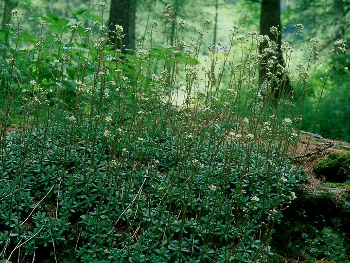 Saxifraga cuneifolia