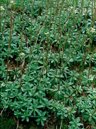 Saxifraga cuneifolia