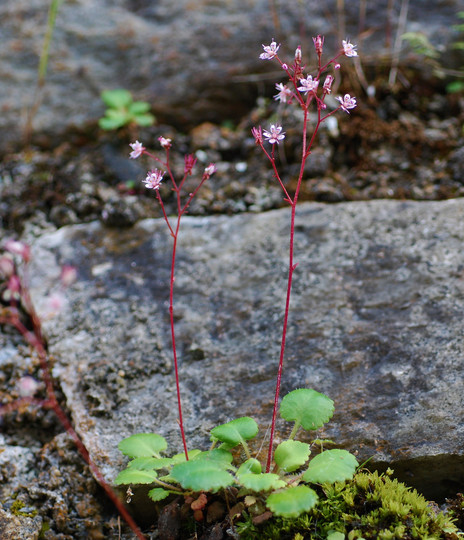 Saxifraga cuneifolia