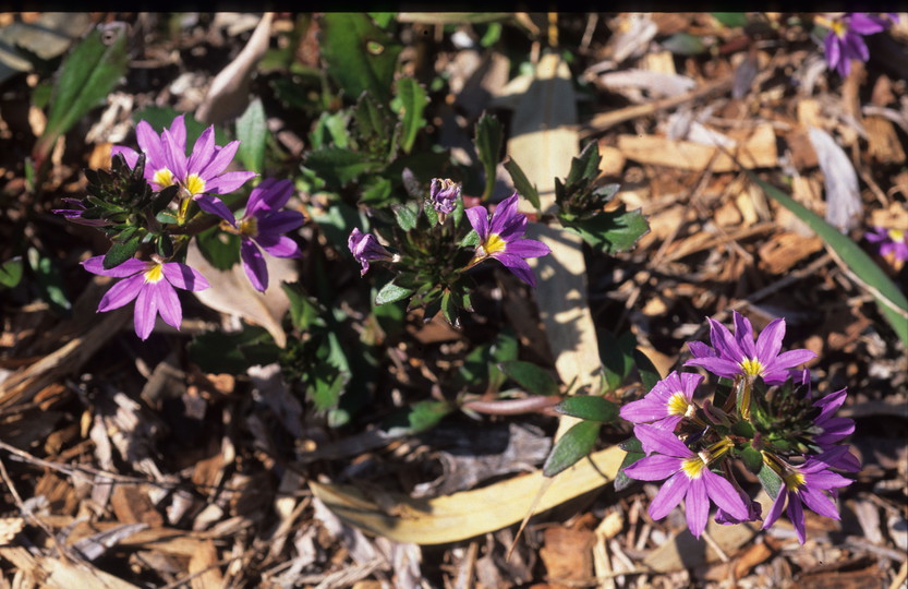 Scaevola aemula