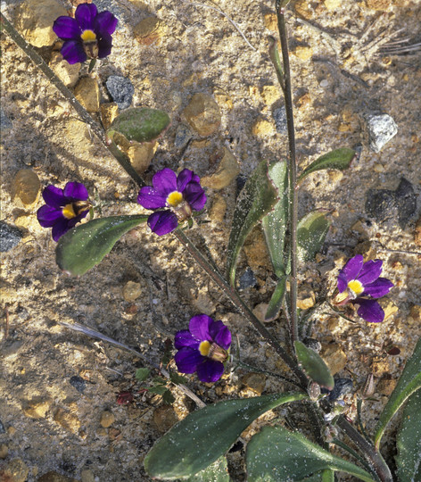 Scaevola phlebopetala