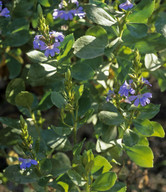 Scaevola crassifolia