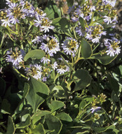 Scaevola crassifolia