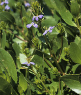 Scaevola crassifolia