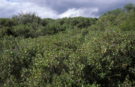 Scaevola crassifolia