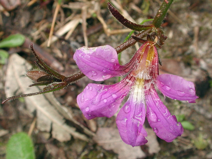 Scaevola ramosissima