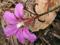 Scaevola ramosissima