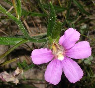 Scaevola ramosissima