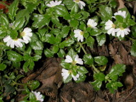 Scaevola albida