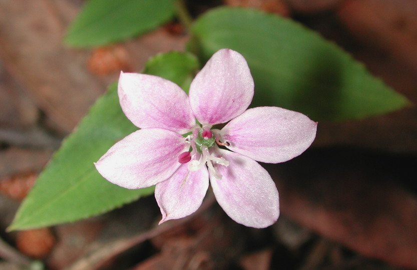 Schelhammera undulata