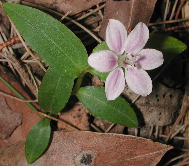 Schelhammera undulata