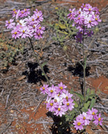 Schoenia cassiniana