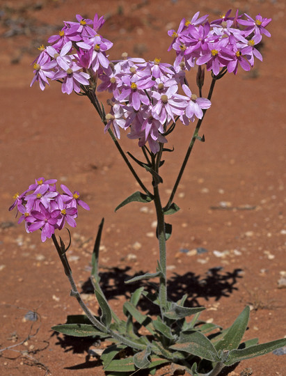 Schoenia cassiniana