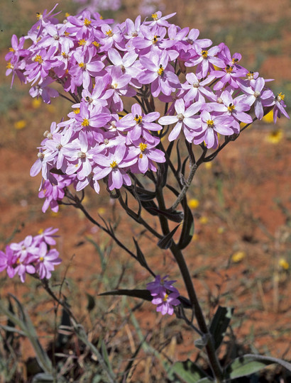 Schoenia cassiniana