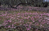 Schoenia cassiniana