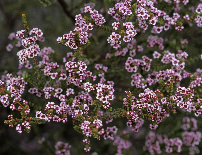 Scholtzia uberiflora