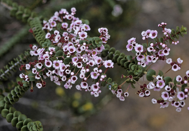 Scholtzia uberiflora