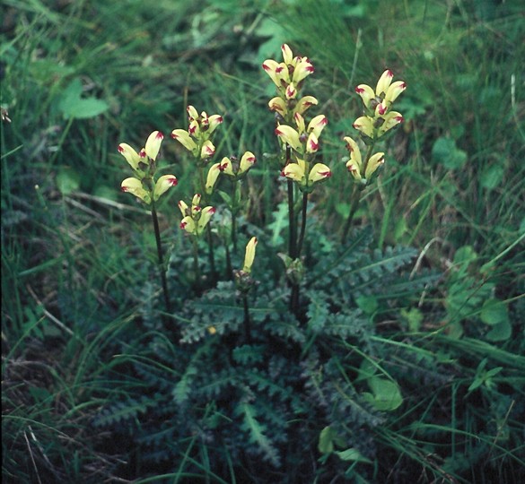 Pedicularis sceptrum-carolinum