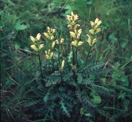 Pedicularis sceptrum-carolinum