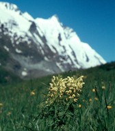 Pedicularis foliosa